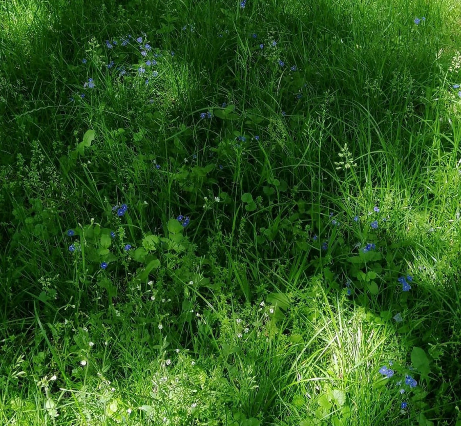 Łąka kwietna maj 2020